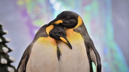 Kihalás veszélyezteti a császárpingvineket  