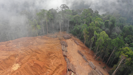 Az erdőirtás 2008-hoz hasonló pénzügyi válsághoz vezethet
