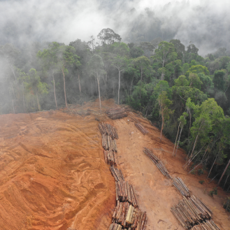 Az erdőirtás 2008-hoz hasonló pénzügyi válsághoz vezethet