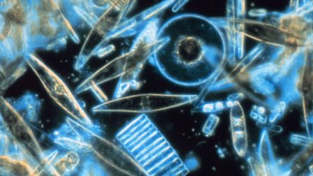 Új algafajt fedeztek fel a Víztudományi Kar kutatói