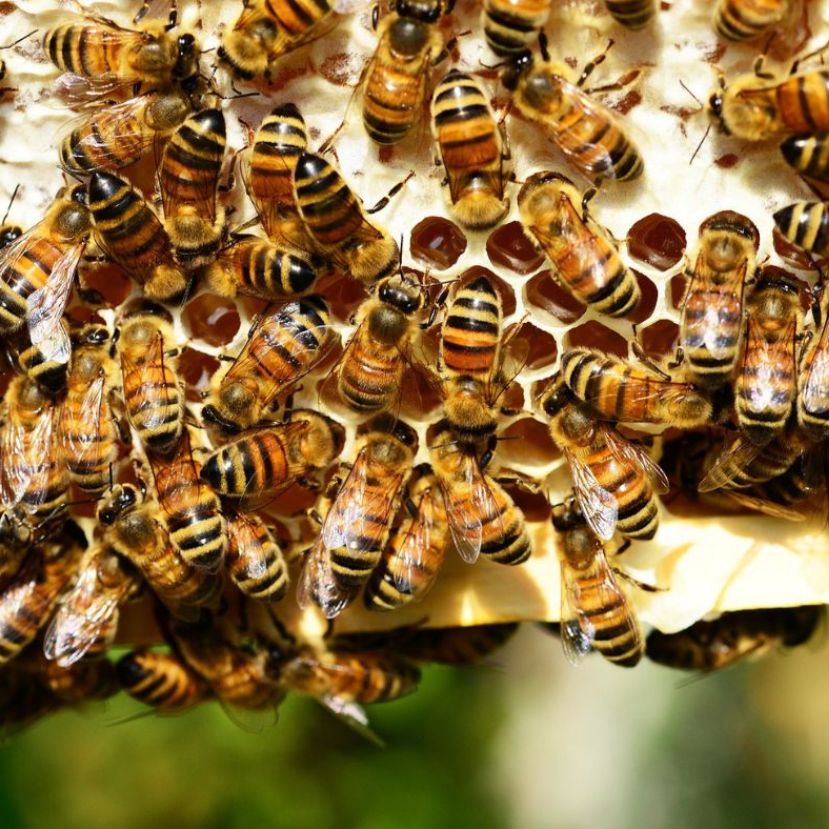 1 millió aláírás a méhek védelmében