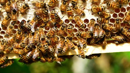 1 millió aláírás a méhek védelmében