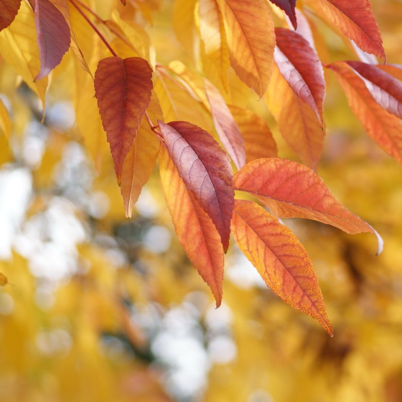Melegszik az ősz – Az OMSZ 120 évet vizsgált