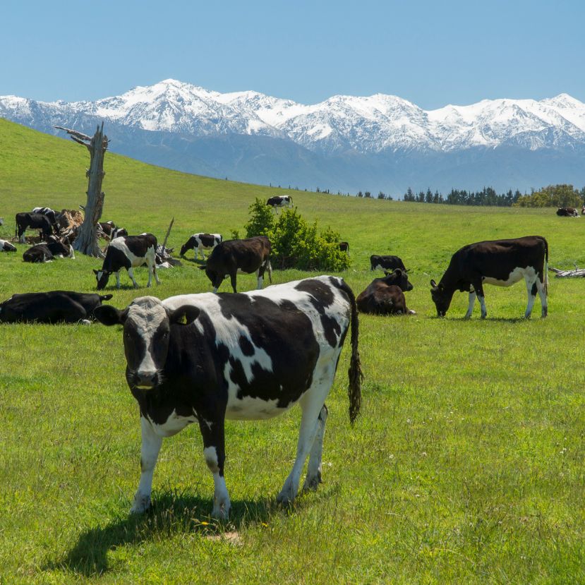 A keveset böfögő tehén titkát kutatják Új-Zélandon