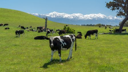 A keveset böfögő tehén titkát kutatják Új-Zélandon