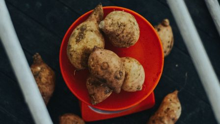Innovatív farmokkal védenék meg a sült krumplit a klímaváltozástól