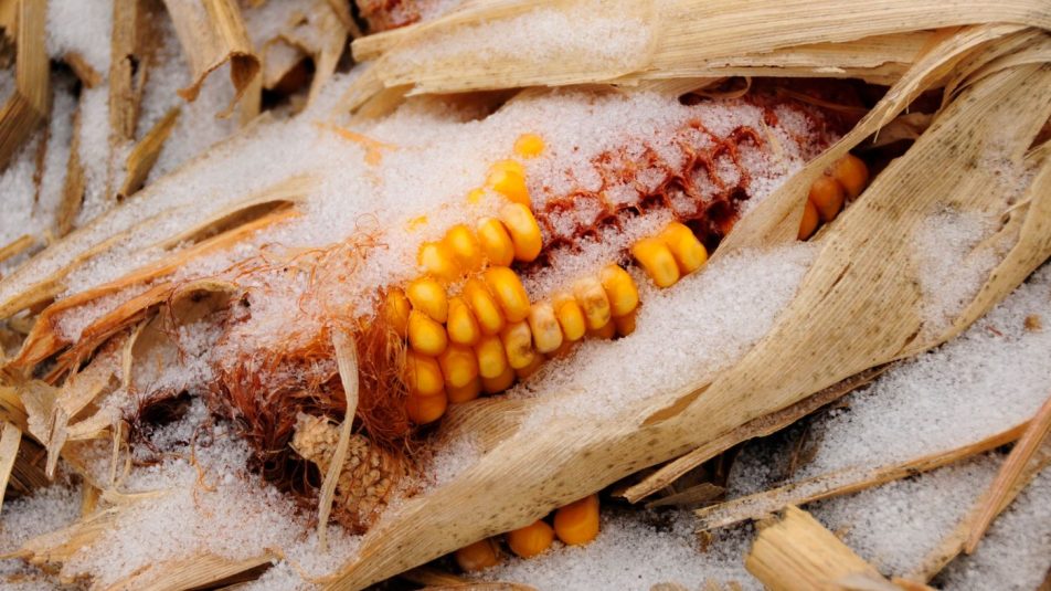 Kutatók meghatározták a kukorica hidegtűrésének javítására alkalmas genotípusokat
