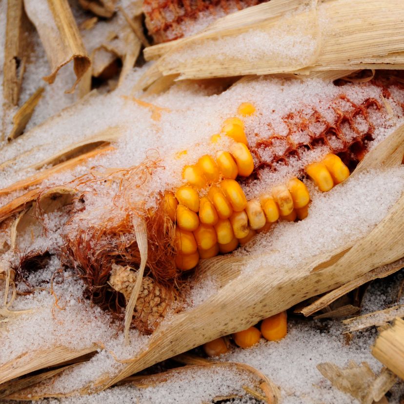 Kutatók meghatározták a kukorica hidegtűrésének javítására alkalmas genotípusokat