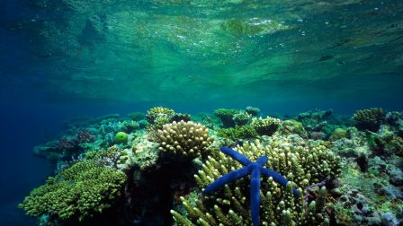 A korallok súlyos veszteségeket szenvednek el a klímaváltozás miatt