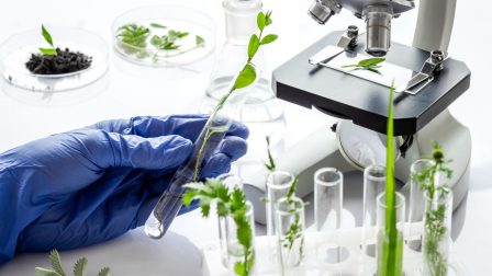 Dél-Koreában őshonos növényekben fedeztek fel orvosi hatóanyagokat