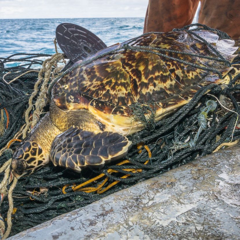 Egy láthatatlan gyilkos – a halászfelszerelés a leghalálosabb tengeri műanyag