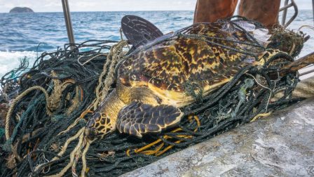 Egy láthatatlan gyilkos - a halászfelszerelés a leghalálosabb tengeri műanyag