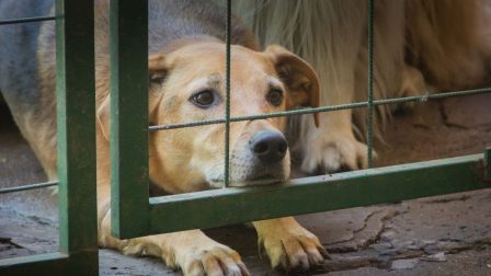 Az állatbántalmazás ma már súlyos bűncselekmény – Interjú