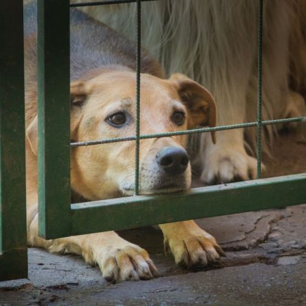 Az állatbántalmazás ma már súlyos bűncselekmény - Interjú