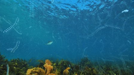 tengeri planktonok
