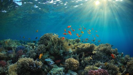 A mélytengeri korallzátonyok a legkevésbé védett ökoszisztémák