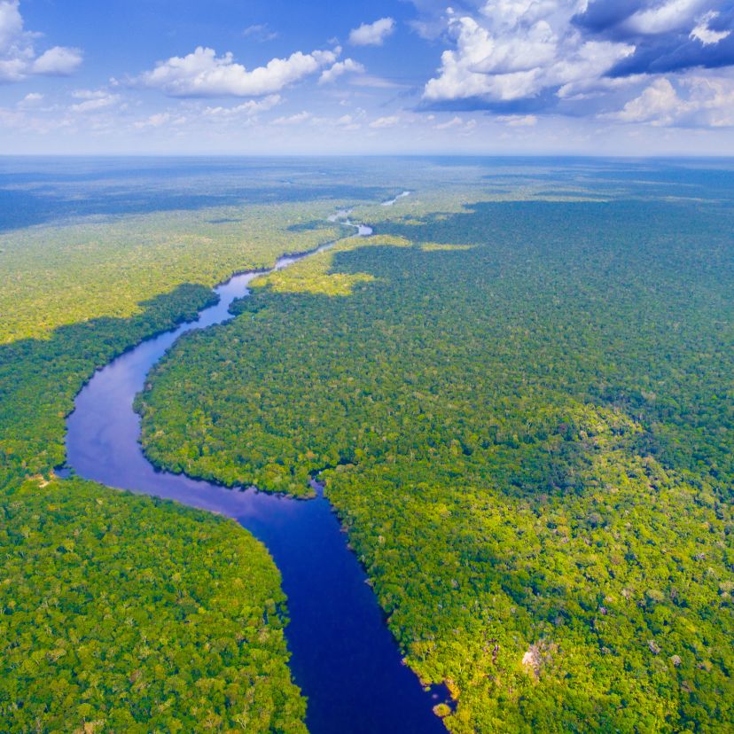 A biológiai sokféleség helyreállításáról kutatnak az Amazonas mentén
