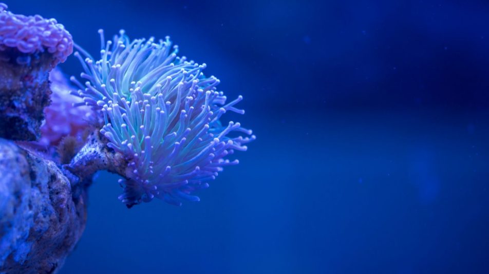 A globális felmelegedésnek is ellenálló korallfajt találtak