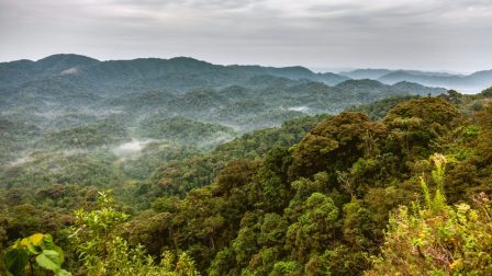 A leromlott trópusi erdők meglepően gazdag vadvilággal bírnak