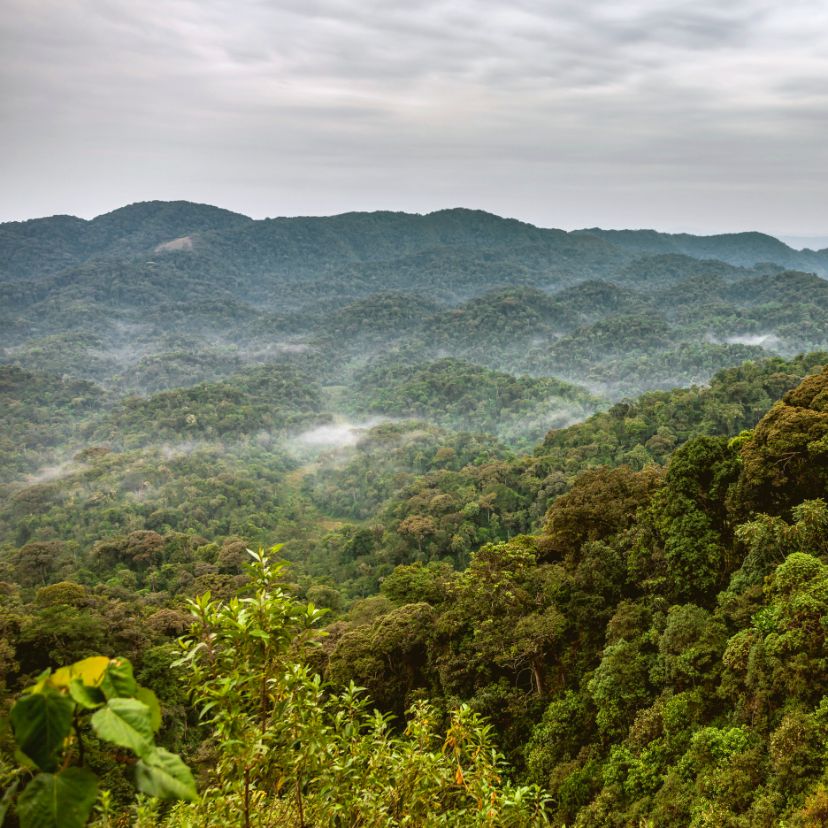 A leromlott trópusi erdők meglepően gazdag vadvilággal bírnak
