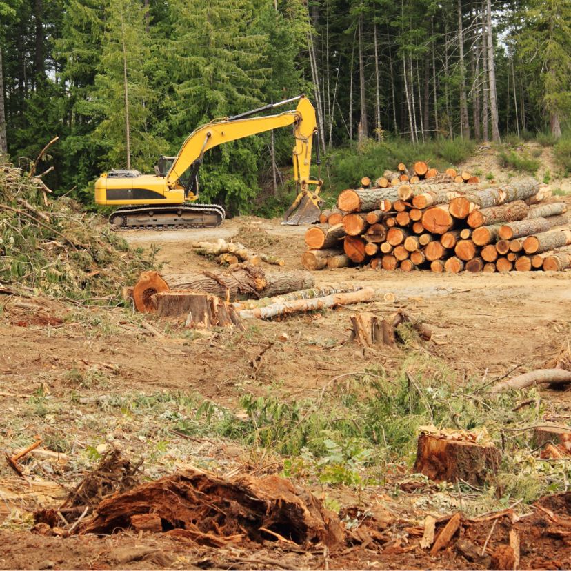 Az EU betiltaná az erdőirtással összefüggésbe hozható termékek behozatalát