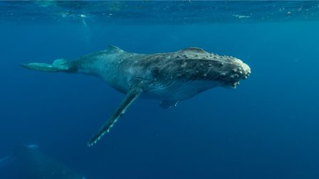 A bálnák is segítenek a szén-dioxid elnyelésében