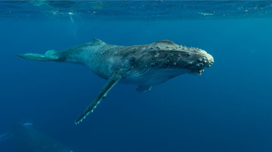 A bálnák is segítenek a szén-dioxid elnyelésében