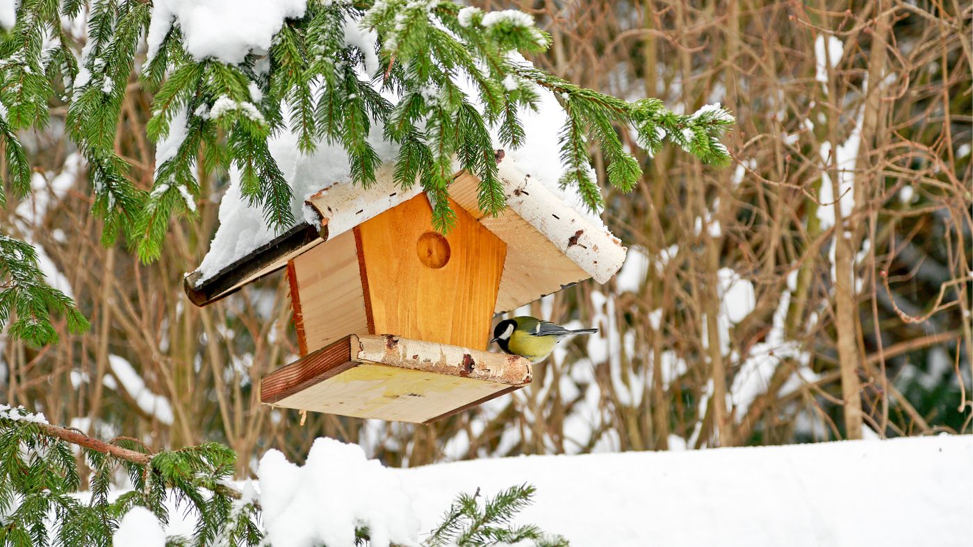 Lehet, hogy a téli etetéssel megölöd a madarakat!