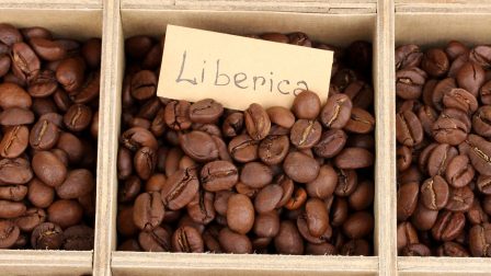 Liberica kávé – nagy