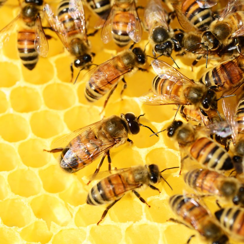 Eltűnhetnek a mézelő méhek az Egyesült Államokból
