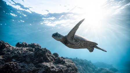 Texasi tudósok rekordszámú teknőst mentettek meg