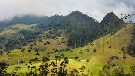 Kolumbiai erdőség