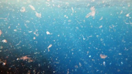 Hová kerül a műanyag a tengerekből?