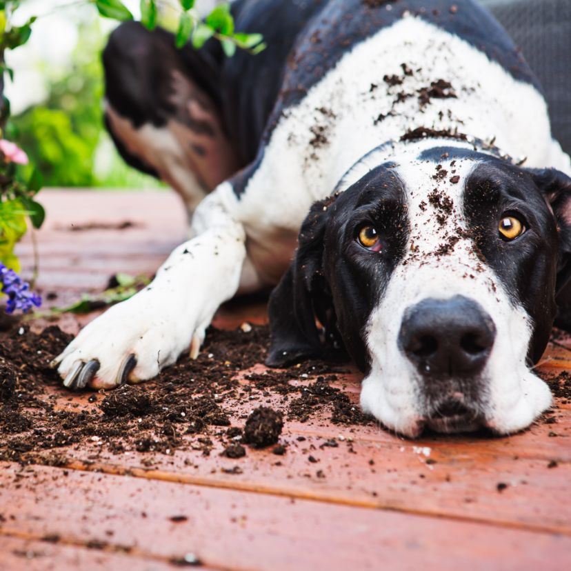 Kutyák segíthetnek a fertőzött növények beazonosításában