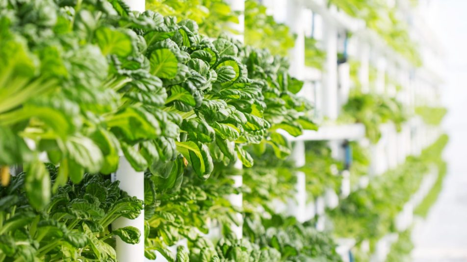 A vertikális farmok közelebb hozhatják a terményeket a városokhoz