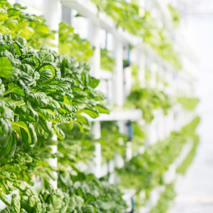 A vertikális farmok közelebb hozhatják a terményeket a városokhoz