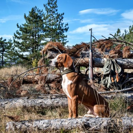 Spanyolországban betilthatják a kutyás vadászatot