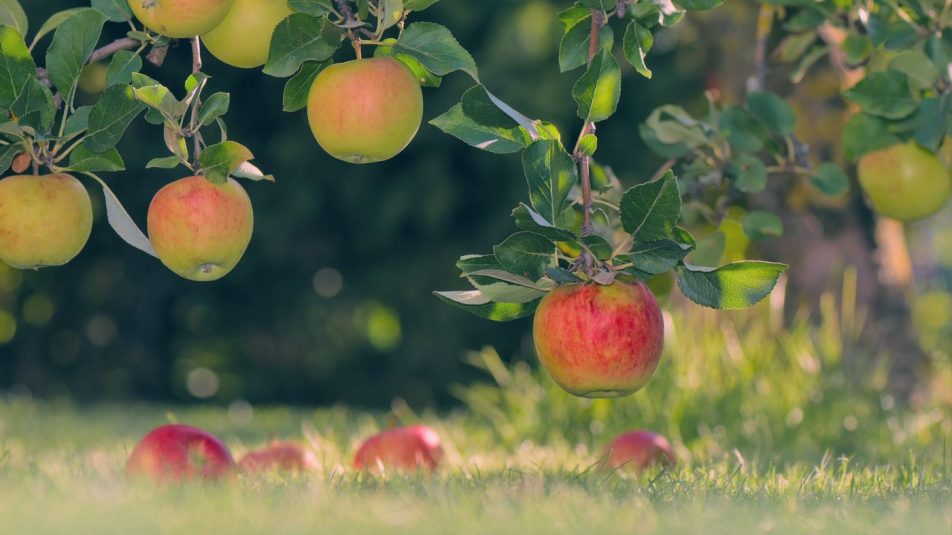 Tündérkertek – Értékmegőrzés őshonos gyümölcsfákkal