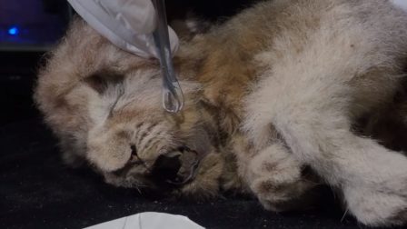 Szinte ép, 28.000 éves oroszlánkölyköt tártak fel
