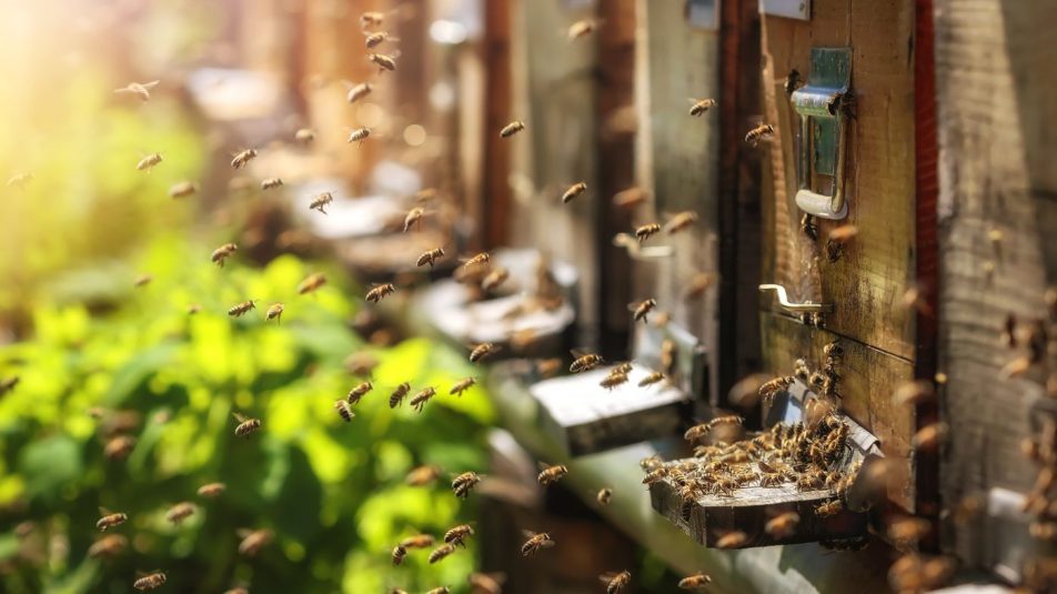 Vakcinával védik majd a méheket a betegségek ellen