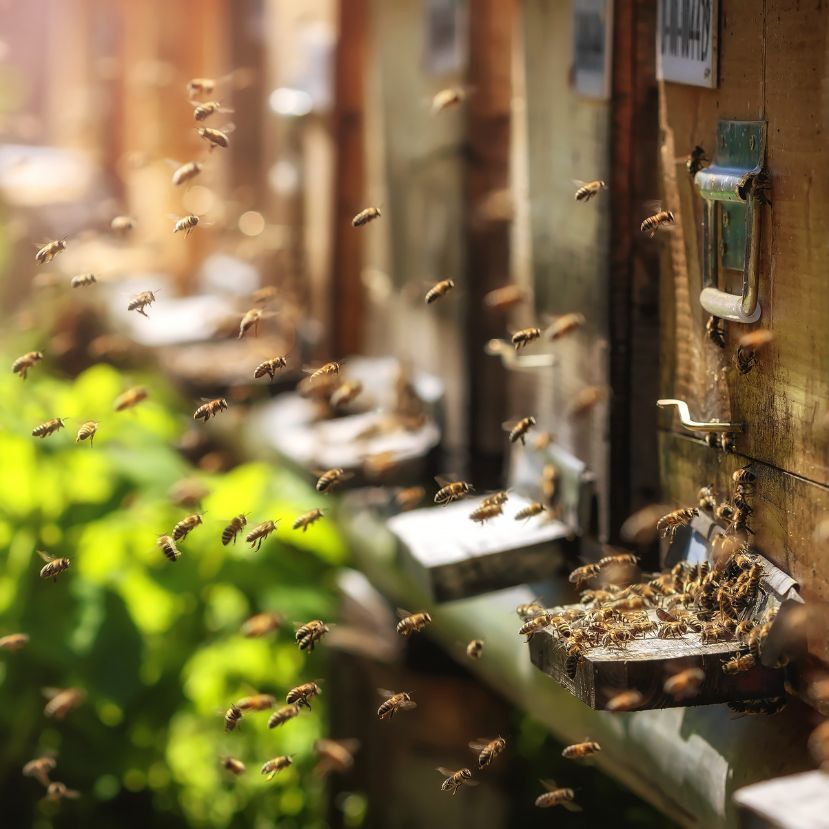 Vakcinával védik majd a méheket a betegségek ellen