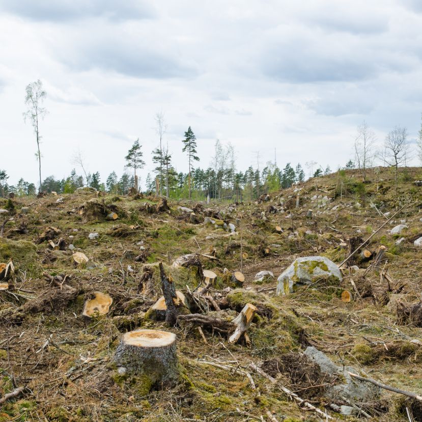 Sokat tesz a fenntarthatóságért, de erdeivel mostohán bánik a skandináv ország