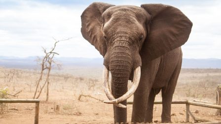 Afrikai elefánt – nagy