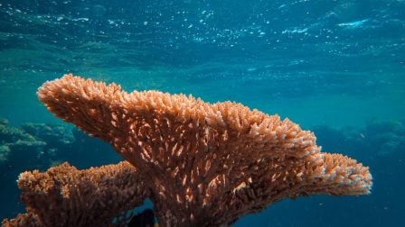 A Csendes-óceán egyes korallzátonyai alkalmazkodnak a melegebb vizekhez