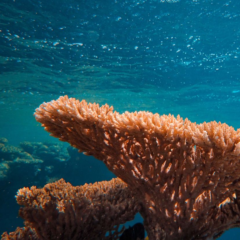 A Csendes-óceán egyes korallzátonyai alkalmazkodnak a melegebb vizekhez