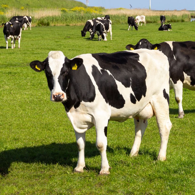 Lehetne csökkenteni az állattartás okozta metánkibocsátást?