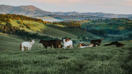 Ürülékkel a tehenek metánkibocsátása ellen?
