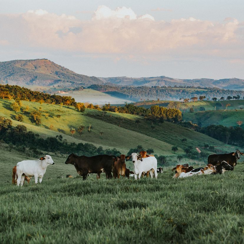 Ürülékkel a tehenek metánkibocsátása ellen?