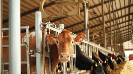 Az ipari állattartás gyakorlatilag élelmiszer-pazarlás