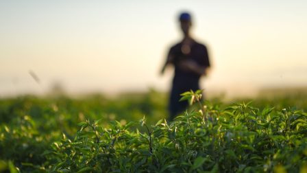 Agrárminisztérium: a hazai ökológiai gazdálkodás egy évtizednyi növekedésre alapozza a jövőjét